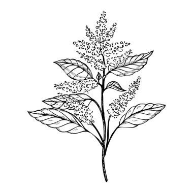 Amaranth bitkisi izole edilmiş beyaz arkaplana oymalı vektör çizimi yapıyor. El yapımı Pigweed çiçeği, vejetaryen, beslenme, tahıl, tarım. Yazdırma, tasarım, kağıt, etiket, logo için