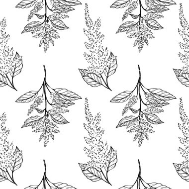 Amaranth bitkisi, arka planı tekrarlayan kusursuz desenli vektör çizimi. El yapımı Yaban Domuzu çiçeği, vejetaryen beslenme, tarım tahılları. Yazdırma, tasarım, kağıt, etiket, ambalaj, tekstil, kart