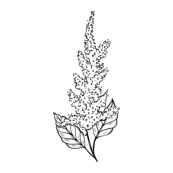 Amarant Plant Hand Getekend Met Gravure Vector Illustratie Geïsoleerde Achtergrond Stockvector