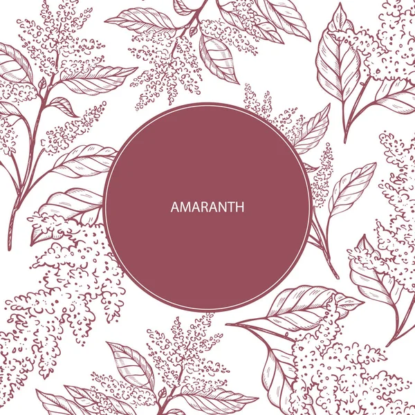 stock vector Amaranth label template background for text. Flower and branch of amaranthus plant vector illustration with engraved. Super food, healthy nutrition, grains. For label, packaging, card, paper, design