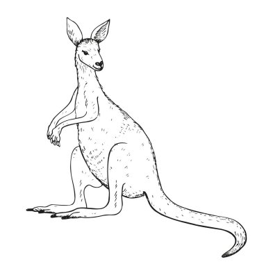 İzole edilmiş arka planda kanguru el çizimi vektör çizimi. Logo, tasarım, baskı, kağıt, etiket, simge için tatlı Wallaby Avustralyalı veya Yeni Gine keseli hayvanının serbest çizimi
