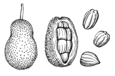 Jackfruit el çizimi vektör çizimi. Egzotik meyveler ve tropikal meyve hamuru dilimleriyle dolu meyveli bir set. Yiyecek, hasat, etiket, baskı, tasarım, ambalaj, logo, kağıt için sağlıklı malzeme