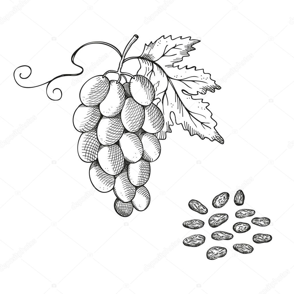 Raisin grapes hand drawn vector illustration. Engraved drawing grapevine dry raisins fruits, healthy food, delicious dessert, oriental sweets, harvest fruit. For label, icon, card, logo template print