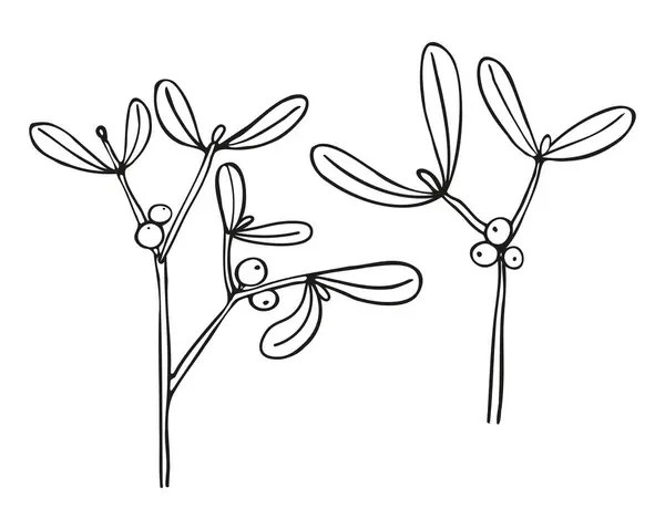 Ilustração Azevinho Ilustração Vetorial Desenhada Mão Ramo Com Folhas Flor — Vetor de Stock