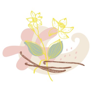 Metin için vanilya etiket şablonu arka planı. Çiçek ve vanilyalı bitki vektör çizimi, kapsüllü, mis kokulu baharatlar. Etiket, baharat ambalajı, kağıt, kart, pankart için. El çizimi soyut tasarım