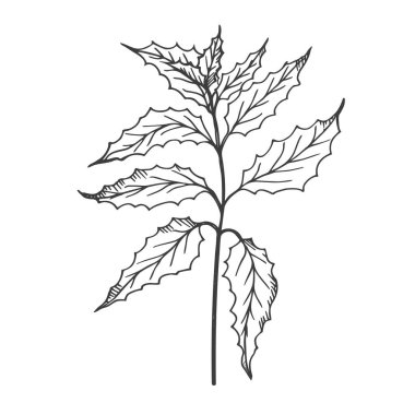 El çizimi vektör illüstrasyonlu bitki eskiz dalı. Baskı, logo, dövme, kağıt, baskı, şablon, kart ve kozmetik için işlemeli mürekkeple çizilmiş çizgi sanatı bitkisi. Güzellik, doğa