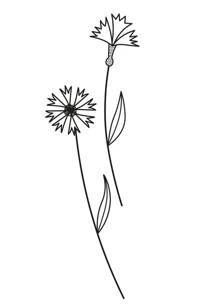 Cornflower Wildflower Esboço Mão Desenhado Vetor Ilustração Isolado Fundo Elemento — Vetor de Stock
