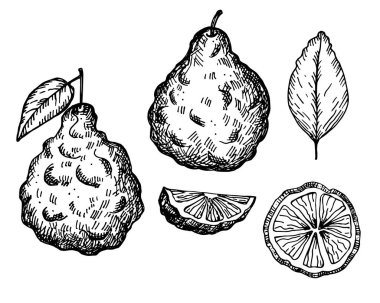 Bergamot oymalı mürekkep çizimi elle çizilmiş vektör çizimi izole edilmiş arka plan. Klasik desenli Grafik Kaffir narenciye, dilimler, çiçek. Organik gıda malzemeleri, temel yağ, güzellik merkezi, çay. 