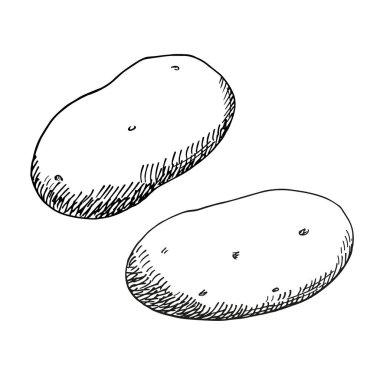 Patates krokisi çizimi, mürekkep tohumu vektör çizimi, izole edilmiş arka plan. Oymalı taze sebze patatesleri çiziyorum. Gıda malzemeleri, tarım ve tarım için tasarım elementi