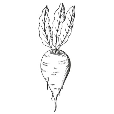 Pancar şeker fabrikası kabartma mürekkep çizimi, vektör çizimi. El çizimi siyah beyaz kök izole edilmiş beyaz arka plan. Etiket, baskı, kart, baskı, paketleme, paketleme için tasarım ögesi. Yiyecek malzemesi. 