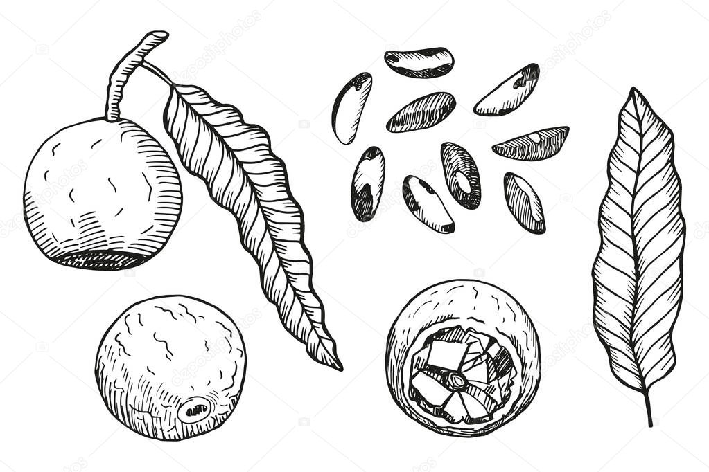Brazilian nut hand drawn sketch on isolated background. Engraved set with nuts, leaf, flower, fruit, branch. Organic product, food, oil. Design for card, print, paper, recipe, menu, label, packaging