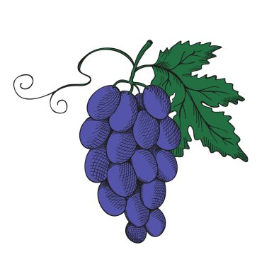 Üzümler el çizimi vektör çizimi. İşlenmiş vintage çizim, sağlıklı yemek, lezzetli tatlı, hasat meyvesi. Görüntüler herhangi bir yapay zeka yazılımı kullanmadan oluşturuluyor.