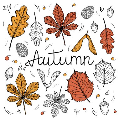 Metinli Autumn nesnelerinin vektör illüstrasyonu. Sonbahar yaprakları, koniler, palamut, akçaağaç yaprağı, meşe yaprağı ve bitkilerle el çizimi. Şükran Günü için tasarım öğeleri, sonbahar sezonu, etkinlik 