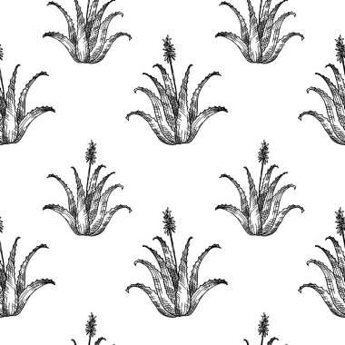 Tıbbi bitki Aloe Vera ile el çizimi kusursuz desen. Tasarım, kart, baskı, kağıt için çiçek ve sulu aloe yaprakları ile gövdenin arka planını tekrarlayan vektör. İlaç, yemek, kozmetik 