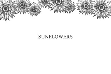 Background with engraved Sunflower plant flowers for text. Healthy food, seed harvest, design element. Hand drawn helianthus in sketch style for banner, border, print, label, postcard, logo, template clipart