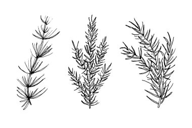 Kozalaklı dallar, ladin, köknar ağacı. Tasarım için el çizimi mürekkep festivali kış bitkileri. Tatiller, davetiyeler, yeni yıl, Noel, kartlar, afişler, el ilanları için tebrikler.