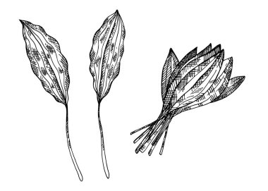 Yabani sarımsaklı Ramson 'un oymalı resimleri izole edilmiş arka planda çekiliyor. Yapraklı sebze soğanlı, yeşillikli el çizimi bir eskiz. Yemek, salata, malzeme, turşu. Etiket, işaret, logo için tasarım