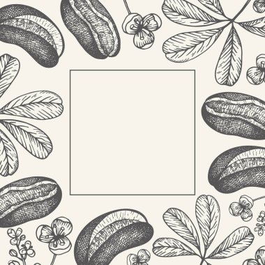 Çikolata üzümlü vektör arkaplan, ya da beş yapraklı akebia, yenilebilir ve tıbbi bitki. El çizimi botanik sınırında Akebia quinata meyveleri, yapraklar ve çiçekler yazılı. Etiket için tasarım şablonu