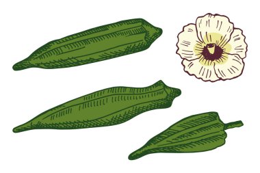 Vector engraved illustration of Okra root vegetable plant with fruits, flower. Hand drawn ink sketch with Gumbo vegetable, edible Abelmoschus. Food, Indian Pakistani cuisine. Design element for logo clipart