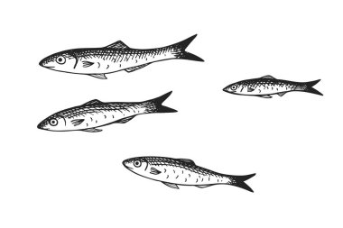 İzole edilmiş arkaplanda Ançüez parmak oymalı bir illüstrasyon. Küçük deniz balıklarından oluşan bir okulun el çizimi çizimi. Deniz ürünleri, deniz yaşamı, hayvanlar. Logo, etiket, imza, kart, prin için tasarım