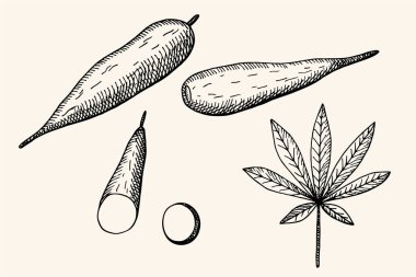 Tarafsız arka planda Cassava sebzesi ile vektör ayarlandı. Elle çizilmiş yumru ve tropikal bitki yaprakları Manihot esculenta. Etiket, logo, kart, ambalaj, işaret, şablon için yiyecek çizimi