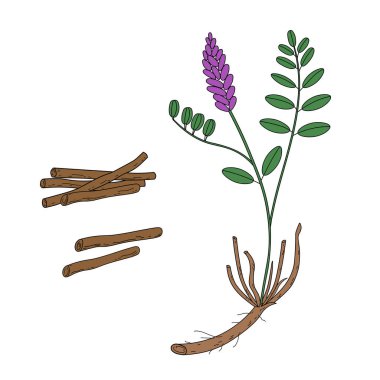 Vector coloured illustration of Licorice herbaceous plant and dry roots. Hand drawn botanical illustration of medical aromatic sticks and a branch Glycyrrhiza echinata. Design element for logo, sign clipart