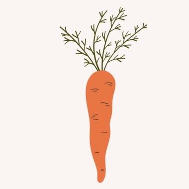 Havucun izole edilmiş arka planda düz bir şekilde gösterimi. Logo, etiket, ambalaj, kart, baskı ve tasarım için el yapımı çiğ sebze. Gıda malzemesi, hasat, beslenme