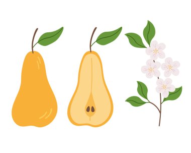 Vektör illüstrasyon Armut tam meyve, soyutlanmış arka planda çiçek açan meyve ağacının yarısı ve dalı. İşaret, baskı, kağıt, logo, kart, etiket için el çizimi. Yiyecek, doğa ve hasat