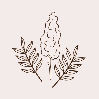 İzole edilmiş bir arka planda Sumac baharat fabrikası. Sumach 'ın el çizimi, çiçekli sirke ağacı ve işaret, logo, etiket, kart, ambalaj, tasarım için yapraklar. Gıda, Türk ve Lübnan mutfağı
