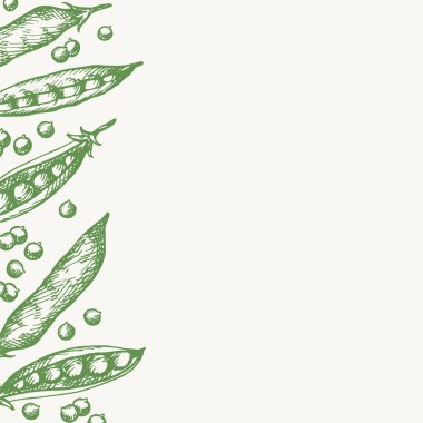 Green Pea kart şablonu metin için. Bezelye bitkisi oymalı elle çizilmiş arka plan. Fasulye ve tahıllı besin vektör çizimi. Hasat, tarım. Etiket, yazdırma ve paketleme için tasarım ögesi