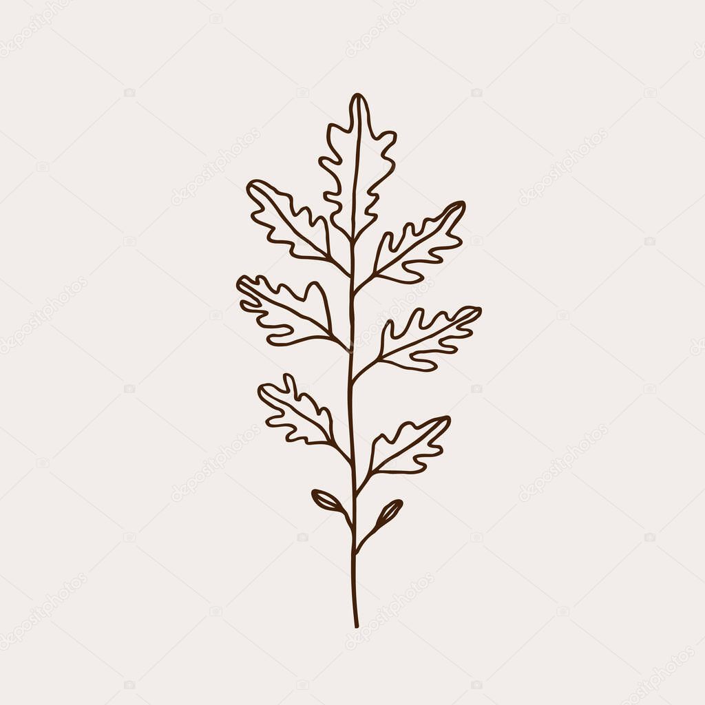 Arugula leaf on isolated background, Eruca vesicaria . Botanical illustration of spicy salad herb, pesto leafy ingredient. Design for logo, sign, card, label, print, paper, menu. Food, medical