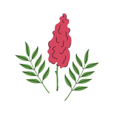 İzole edilmiş bir arka planda Sumac baharat fabrikası. Sumach 'ın el çizimi, çiçekli sirke ağacı ve işaret, logo, etiket, kart, ambalaj, tasarım için yapraklar. Gıda, Türk ve Lübnan mutfağı