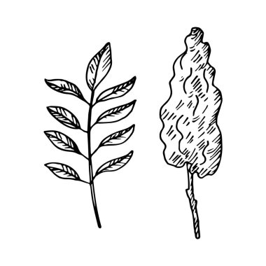 İzole edilmiş bir arka planda Sumac baharat fabrikası. Sumach 'ın el çizimi, çiçekli sirke ağacı ve işaret, logo, etiket, kart, ambalaj, tasarım için yapraklar. Gıda, Türk ve Lübnan mutfağı