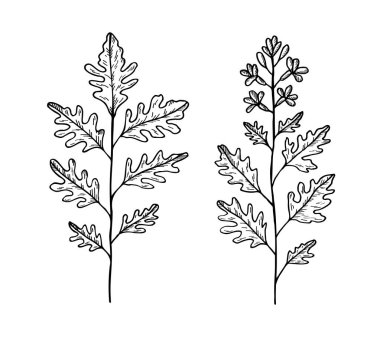 İzole edilmiş arka planda Arugula yaprağı taşıyıcısı, Eruca vesicaria. Baharatlı salata bitkisinin botanik oymalı çizimi, pesto yapraklı malzeme. Gıda logosu, işaret, kart, etiket, yazdırma, menü için tasarım