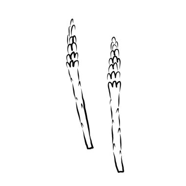 Kuşkonmaz bitkisi, izole arka planda mürekkeple çizilmiş. Logo Serçesi Tırmıkları, Bitkisel Gıda Malzemeleri, Çim. Tüylü yapraklar, yenilebilir atış vektör illüstrasyonu. Tasarım, işaret, etiket, kart, baskı için