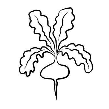 İzole edilmiş beyaz arka planda turp mürekkebi taslağı. Vektör sebze grafiği, botanik çizgi sanatı. Yapraklı organik turp, yiyecek, hasat. Etiket, logo, kart, yazdırma kağıdı, imza, paketleme için tasarım