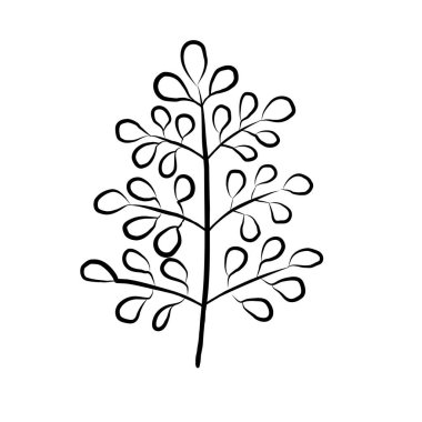 Moringa oleifera yaprağı mürekkebi skeci. El yapımı kesilmiş baget, çiğ kapsül, dal. Tropik bitki bileşeni. Asya süper yiyeceği. Pişirme çeşnisi, Ayurveda, organik. Vektör gıda botanik çizimi