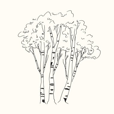 Huş ağaçları izole edilmiş arka planda çizim yaparlar. Huş ağacı ağacının vektör çizimi. Yaprak döken ağaçların olduğu orman çizimi, taç. Tasarım, poster ve kartpostal için doğa manzarası. Orman bitkileri