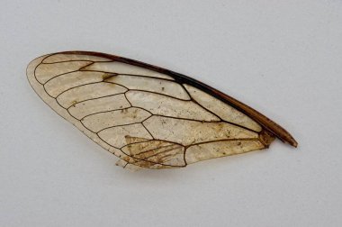 Beyaz arkaplanda şeffaf böcek kanadı