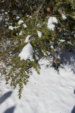 Bir yığın karlı baldıran dalı