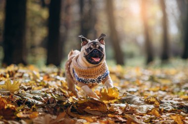 Mutlu bir köpek yavrusu parktaki sonbahar yaprakları arasında koşar..