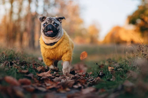 Filhote Cachorro Feliz Corre Através Folhagem Outono Parque — Fotografia de Stock