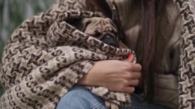 Cute pug puppy dressed in a funny sweater sits on his owners lap at home. A woman wraps her pet in a blanket to keep her warm.