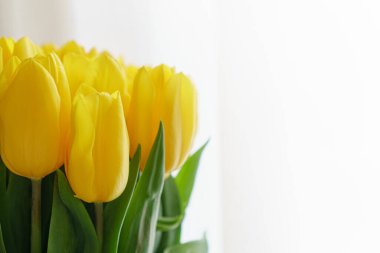 Beyaz arka planda sarı lale tomurcukları. Yakın plan..