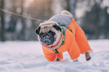 Portrait of a cute warmly dressed pug dog in a winter park.