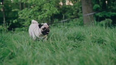 Şirin genç bir köpek sahibi ile parkta yürüyor. Kadın köpeği gezdiriyor..