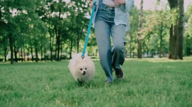 Köpek sahibi ile birlikte yürür. Bir kadın bir Pomeranya 'lıyla parkta koşuyor..