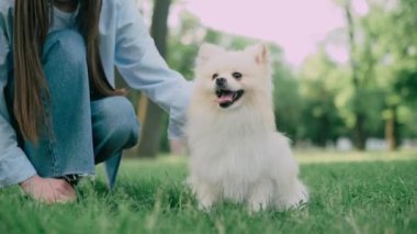 Köpek sahibi ile birlikte yürür. Parkta bir Pomeranya 'lıyı okşayan genç bir kadın. Köpeğe yaklaş..