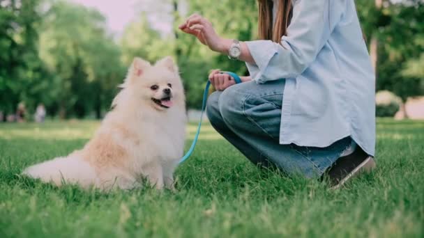 ポメラニアン スピッツは飼い主と共演している 若い女性は犬を治療で扱う — ストック動画