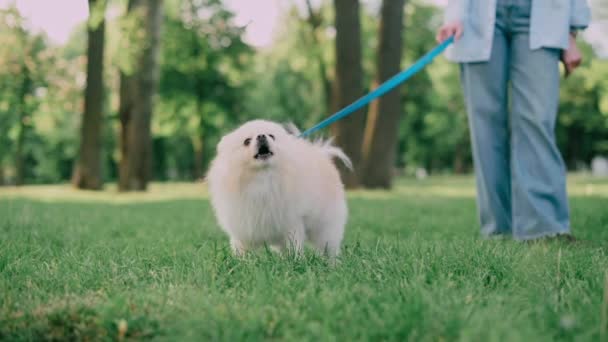 ポメラニアのスパイツが公園にいる 犬は飼い主を守る — ストック動画
